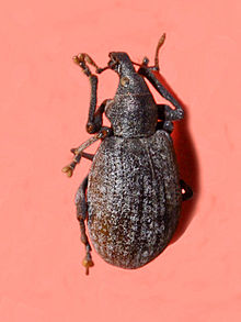 Curculionidae - Liophloeus tessulatus.jpg