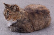 Cute cat in loaf position.jpg