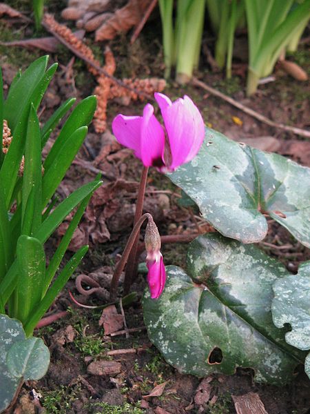 File:Cyclamen pseudibericum opening2.jpg