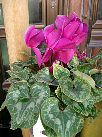 Pink cyclamen Cyclamen sp1.jpg