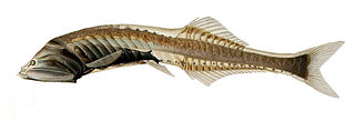 <span class="mw-page-title-main">Veiled anglemouth</span> Species of fish