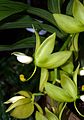 Cycnoches ventricosum flowers