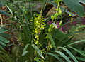 Cymbidium lowianum var. concolor