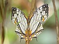 * Nomination: Cyrestis thyodamas (Doyère,1840) - Map Butterfly. By User:Atanu Bose Photography --MaheshBaruahwildlife 03:52, 9 May 2023 (UTC) * * Review needed