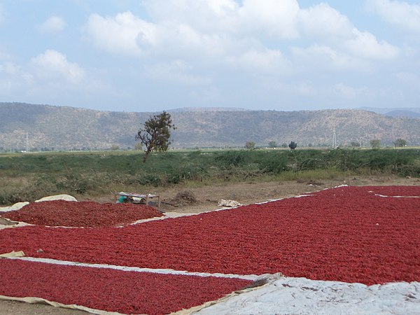 Image: DRYING CHILLIES,DORNALA,AP   panoramio