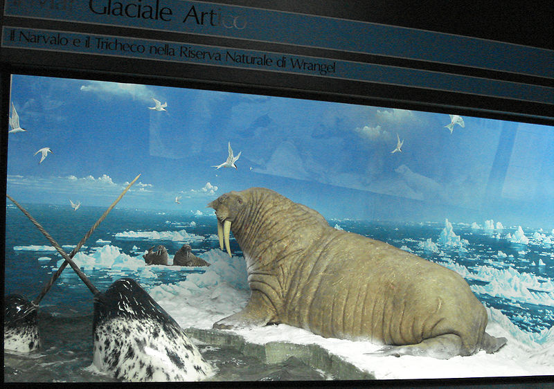 File:DSC01676 Diorama narvalo e tricheco - Museo di storia naturale, Milano - Foto di G. Dall'Orto - 20-12-2006.jpg