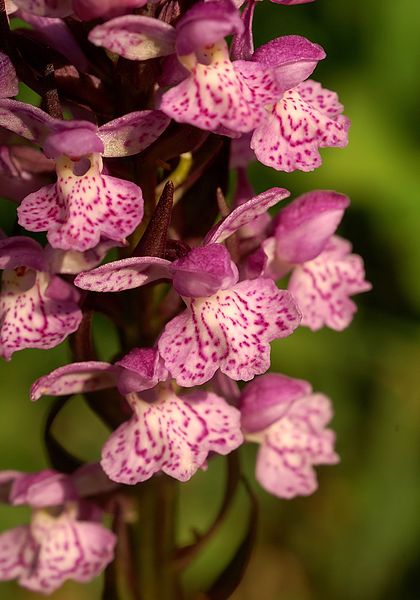 File:Dactylorhiza sphagnicola Orchi 2012-05-27 004.jpg