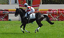 Danon Premium Tokyo Yushun 2018.jpg