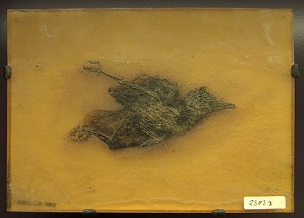 Primozygodactylus, a zygodactylid bird