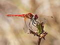 * Nomination Male Red-veined darter (Sympetrum fonscolombei) - Alvesgaspar 12:28, 13 August 2007 (UTC) * Promotion Good sharpness, nice composition. --Beyond silence 18:38, 13 August 2007 (UTC)