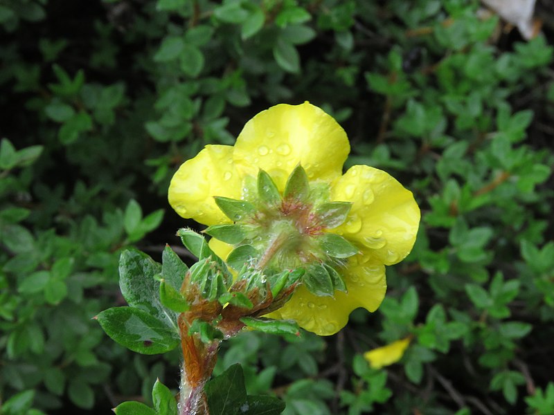 File:Dasiphora fruticosa - Shrubby Cinquefoil on way from Gangria to Hemkund at Valley of Flowers National Park - during LGFC - VOF 2019 (5).jpg