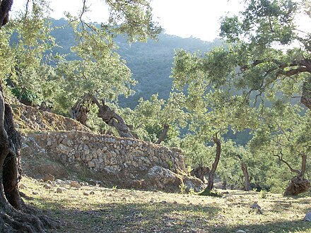 Olive trees along the trail from Deià to the cove