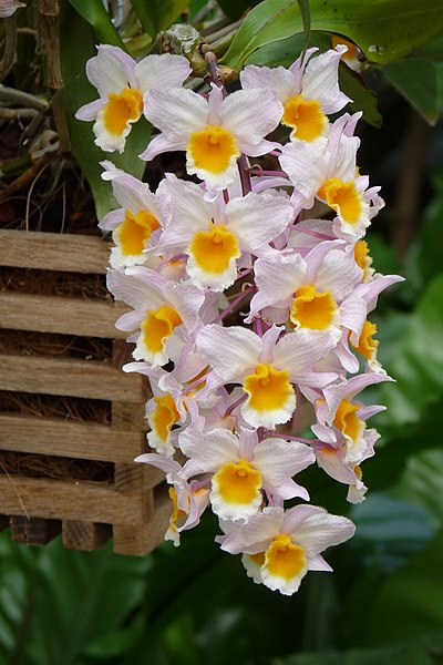 File:Dendrobium farmeri - Kroton 001.JPG