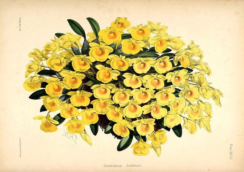 File:Dendrobium jenkinsii - Warner, Williams - Select orch. pl. 2nd pl. 28 (1865-1875).jpg