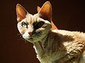 A cream Devon Rex with curly, soft coat typical to this breed