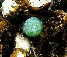 Habit of Dictyosphaeria versluysii attached in a rocky substrate Dictyosphaeria verluysii.jpg