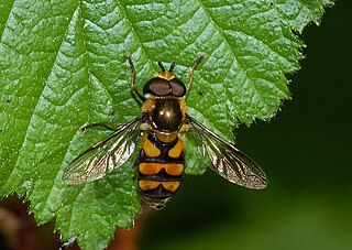 <i>Didea fasciata</i> Species of fly