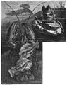 Die Gartenlaube (1885) b 435_1.jpg Seehasen als Kavallerie
