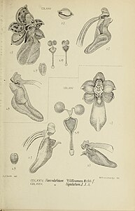 fig. 474 Saccolabium witteanum Robiquetia witteana fig. 475 Saccolabium witteanum var. ligulatum Robiquetia ligulata