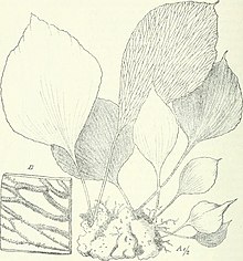 Drawing of spindle-shaped, undivided fern fronds with enlargement of netted veins underneath covered in sori