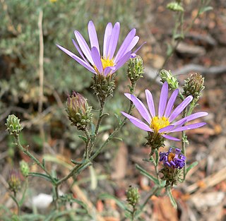 <i>Dieteria</i> Genus of flowering plants