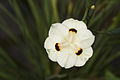 Flor de Dietes bicolor