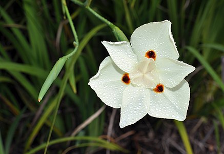 Dietes bicolor (African Iris)