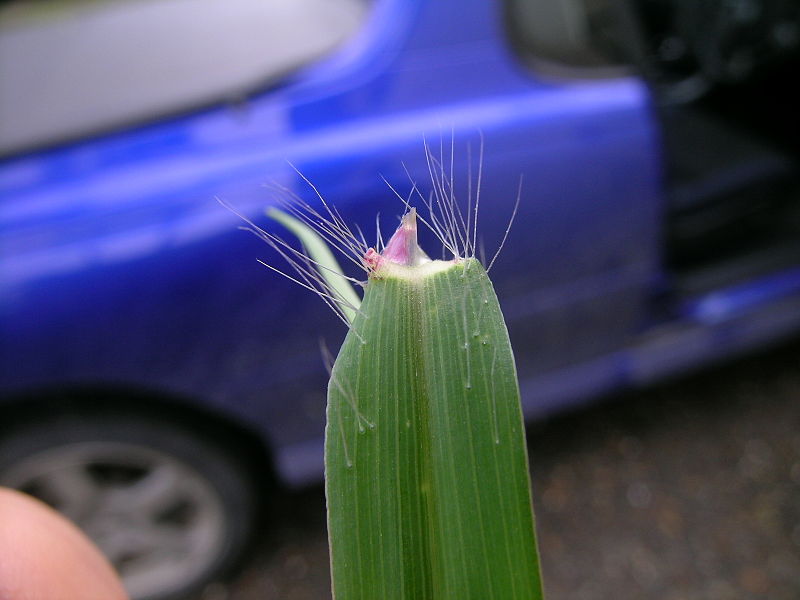 File:Digitaria sanguinalis ligule4 (7117383135).jpg