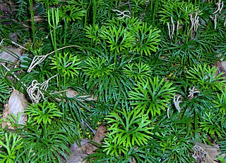 <i>Diphasiastrum digitatum</i> Species of plant