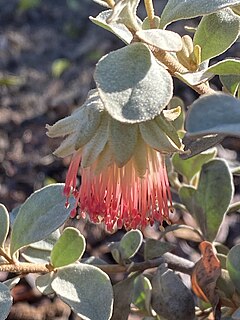 <i>Diplolaena mollis</i> species of plant