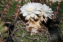 Discocactus bahiensis Britton & Rose ssp. gracilis P.J.Braun & Esteves.jpg