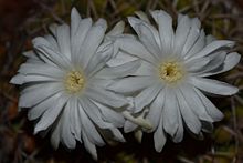 Discocactus fariae-peresii flowering.jpg