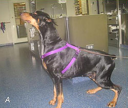 Çift implant A.jpg sonrası Doberman ameliyat sonrası