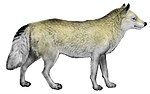 Cães, chacais, lobos e raposas (ilustração I) C. l.  mackenzii mod.jpg