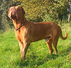 Dogue de Bordeaux (French Mastiff)