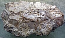 Dolostone breccia (Mackinac Breccia, Devonian; Shtatlararo-75 chiqish, Sent-Ignas, Michigan shtatining Yuqori yarim oroli, AQSh) 2 (40975889854) .jpg