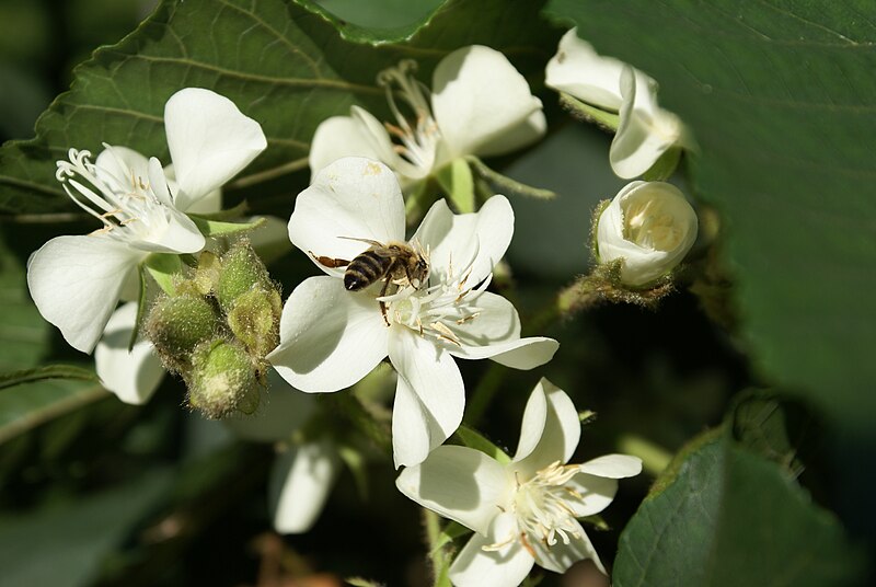 File:Dombeya acutangula Apis mellifera.JPG