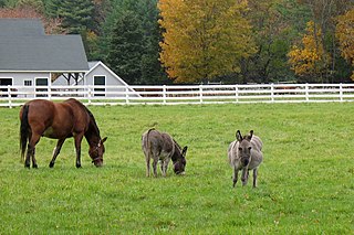 <span class="mw-page-title-main">Stable vices</span> Undesirable behaviors in horses resulting from captivity