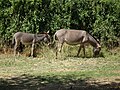 Donkey Equus asinus Tanzania 1612 Nevit.jpg