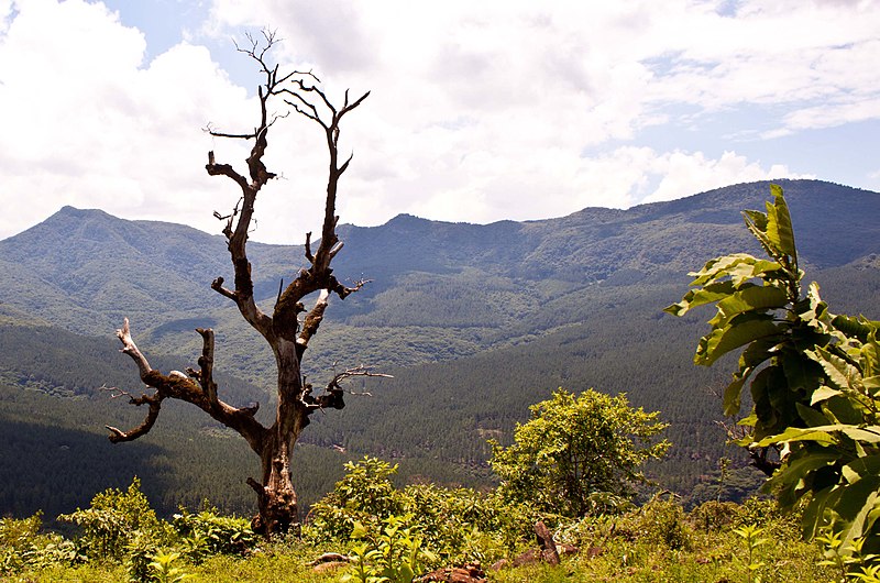 File:Dry tree at Tshiozwi - panoramio.jpg