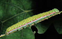 Caterpillar Drymonia querna larva.jpg