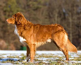 Retriever de la Nouvelle-Écosse