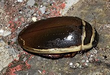 Dytiscus habilis dorsal.jpg