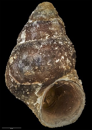 <i>Eatoniella delli</i> Species of gastropod