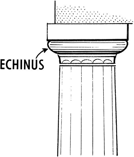 File:Echinus 1 (PSF).jpg