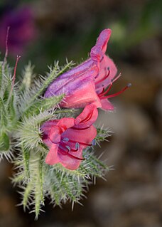 <i>Echium rauwolfii</i> Species of flowering plant