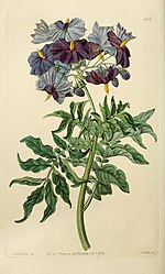 Thumbnail for Solanum etuberosum