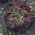 * Nomination red leaf salad of the variety Lollo Rosso in open-air cultivation --Augustgeyler 15:15, 18 February 2023 (UTC) * Promotion  Support Good quality. --Rjcastillo 17:47, 18 February 2023 (UTC)