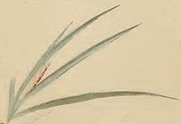 Plant of Carex flacca with a mined leaf blade Elachista biatomella plant of Carex flacca with a mined leaf blade.JPG