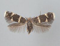 Female Elachista pullicomella1.jpg
